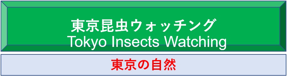 東京の昆虫ワールドへようこそ