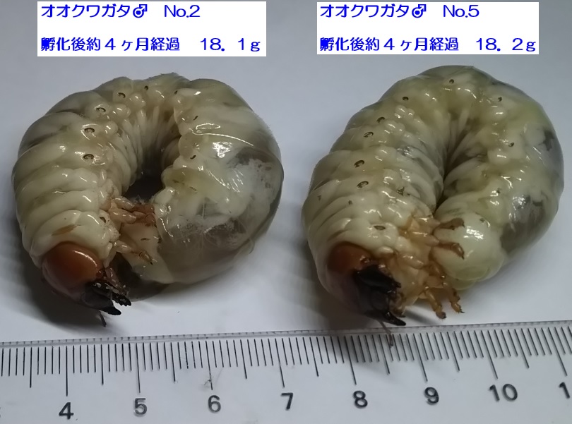 2021年7月7日に2番目のクヌギ近くで確保したオオクワガタ♀(42mm)の幼虫－成長株_No.2とNo.5_2021年12月9日