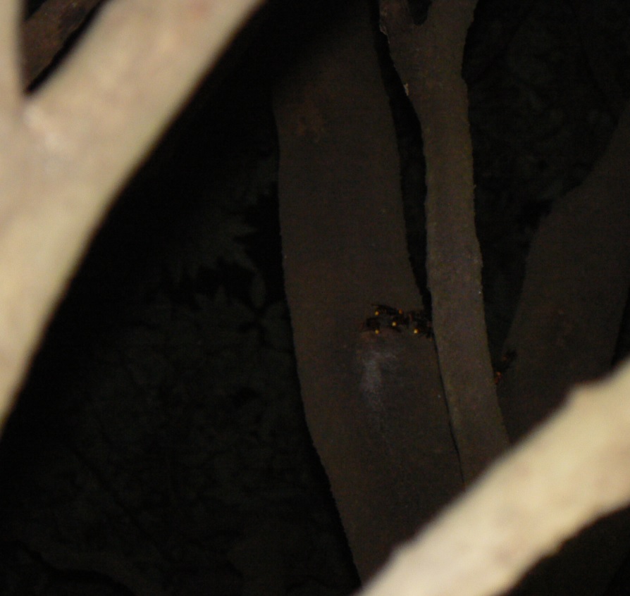シラカシ_木の上で不気味に光るオオスズメバチの黄色い頭_2020年10月13日19時