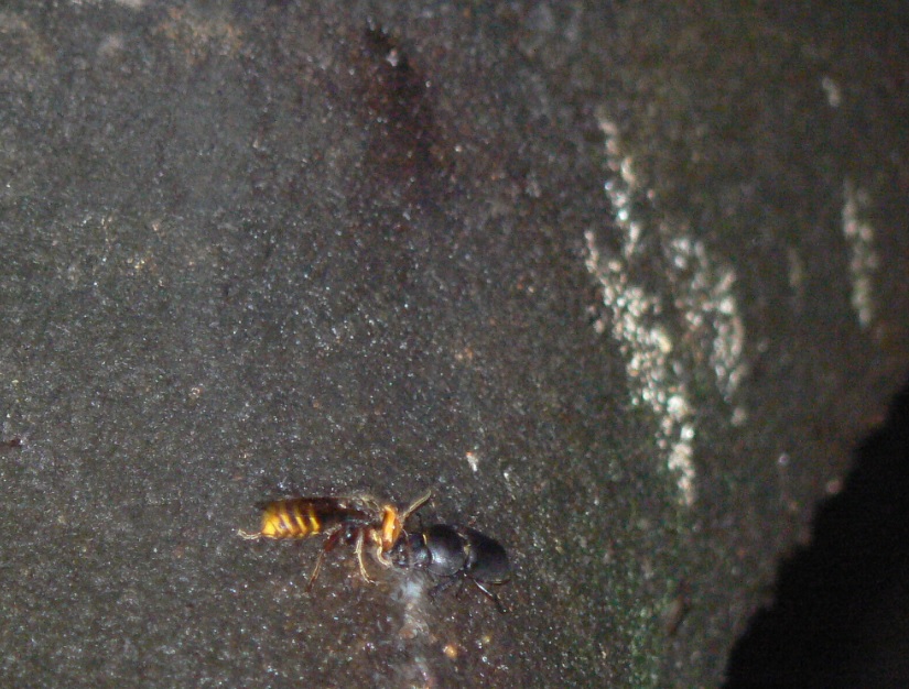 シラカシ_樹液を吸うヒラタクワガタの雌とキイロスズメバチ_200927ー5-35
