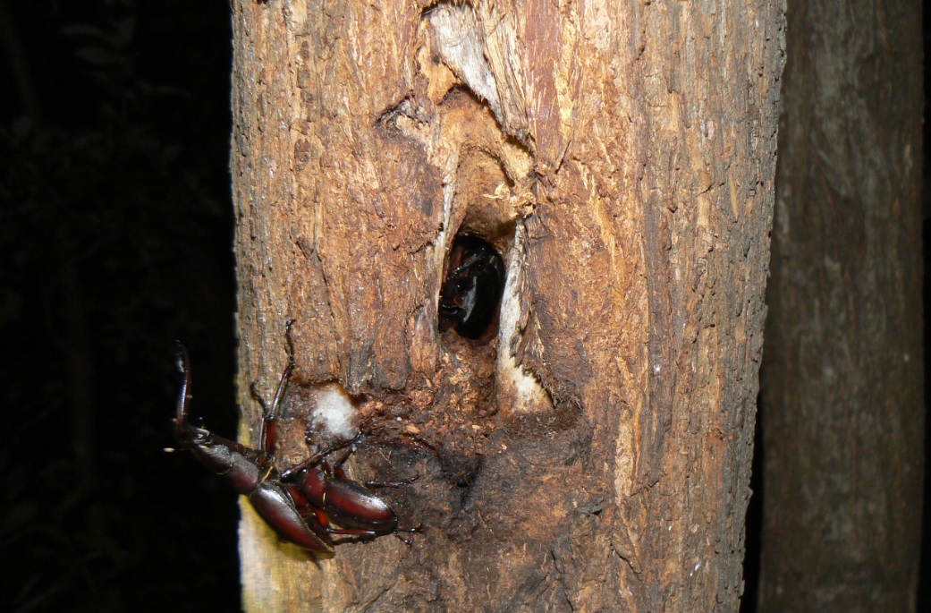 ヤナギ林の1本のヤナギ_ノコギリクワガタのペアと樹洞に潜むコクワガタの雄_200914