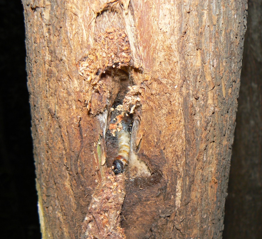 ヤナギ林の1本のヤナギ_樹洞に潜むボクトウガの幼虫_200820