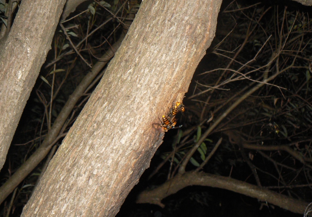 ヤナギ林の1本のヤナギ_樹洞に群れるオオスズメバチ_2020年10月11日18時10分
