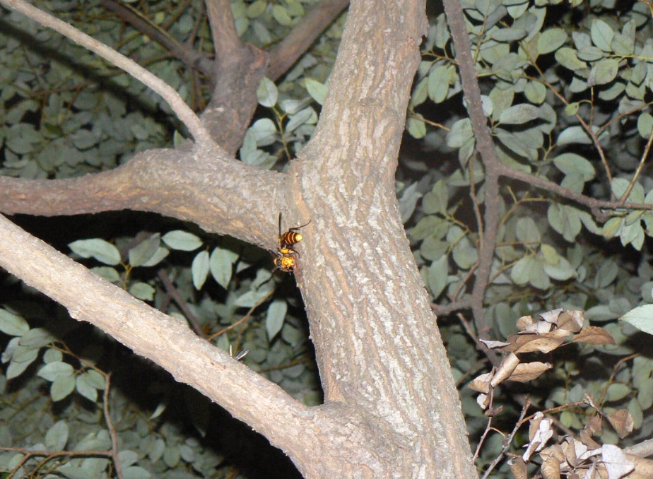 ヤナギ林のその他のヤナギ_新たな樹液に集うオオスズメバチ__2020年10月11日18時10分