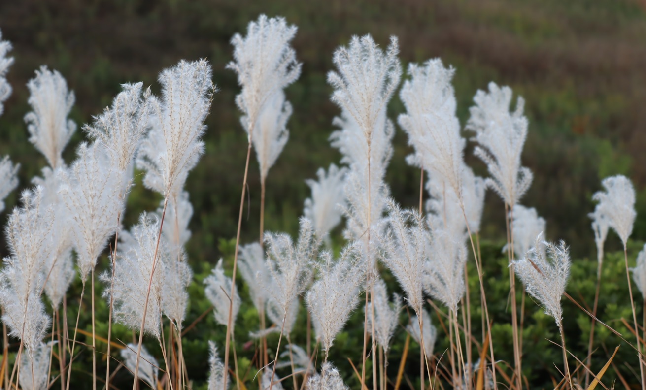 初冬のキリギリスが群生する草原_ススキ_2021年11月26日14時頃_気温16度