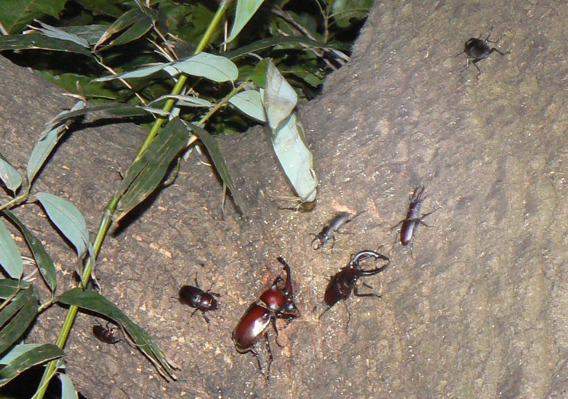 大木クヌギ上のカブト虫、ノコギリクワガタ、コクワガタ_200807