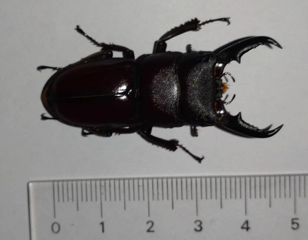 昆虫バカセフィールドで採取したヒラタクワガタの幼虫ｰ羽化1号_2022年２月５日