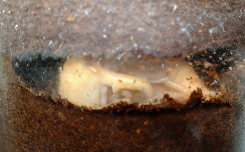 昆虫バカセフィールドで採取したヒラタクワガタの幼虫ｰ蛹化1号_2022年1月16日
