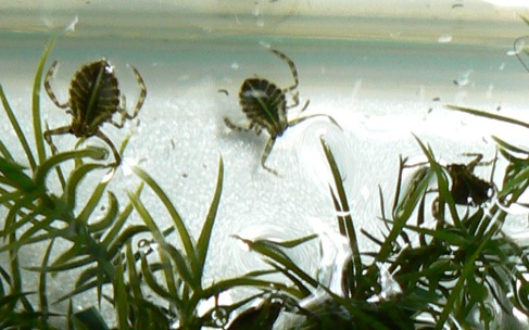 真冬（2011年1月16日）に孵化直後のタガメ一令幼虫_210821整理