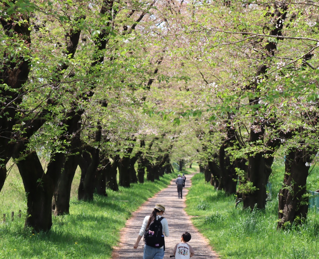 昆虫バカセフィールド_葉桜並木を散歩する人々_2022年4月11日11時頃_気温26度