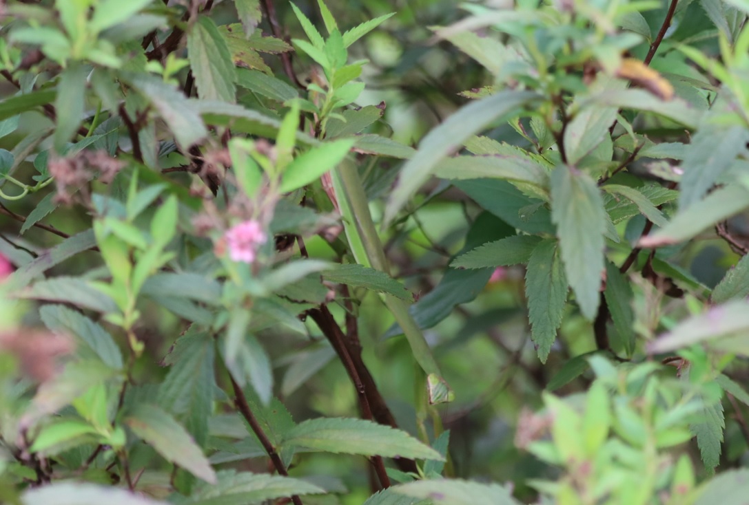 オオカマキリ（緑色）♀_キリギリスの草原_2022年8月29日16時30分頃気温25度