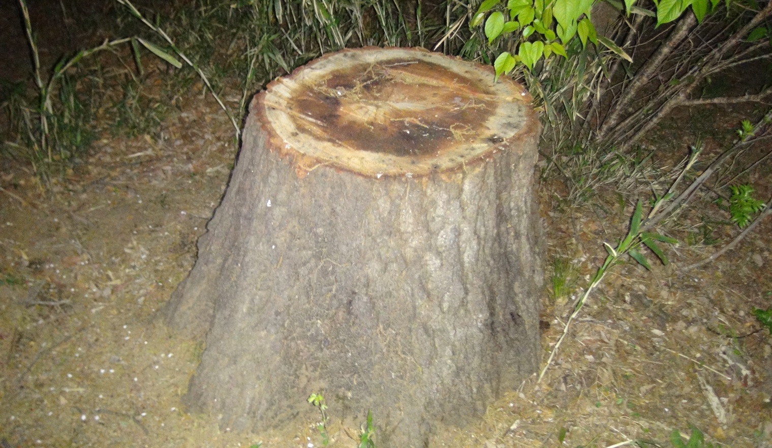 カシナガ対策で伐採された、クワガタ達のオアシス-No.3のクヌギ_2024年4月15日