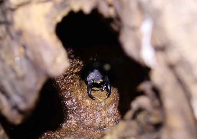 枝先のやなぎ_枝→幹を辿って降りた洞の中のボクトウガの幼虫が空けたトンネルに潜むコクワガタの雄_2021年9月10日12時50分_気温31度